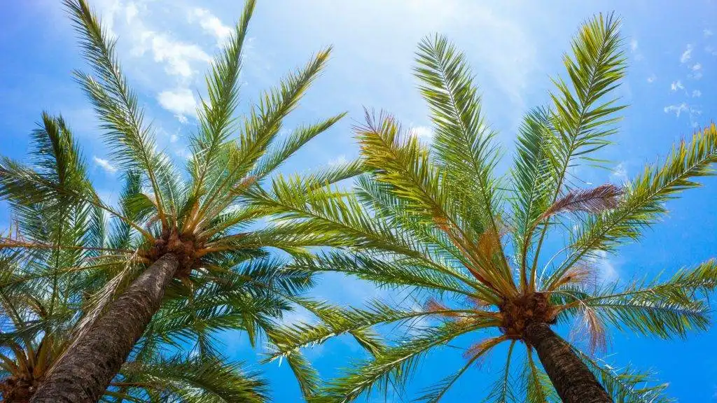 meteo palma de majorque